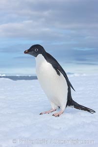 A curious Adelie penguin, standing at the edge of an iceberg, looks over the photographer, Pygoscelis adeliae, Paulet Island