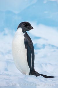 Adelie penguin, standing on a white iceberg, Pygoscelis adeliae, Paulet Island