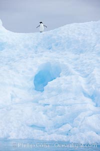 A tiny Adelie penguins stands atop an iceberg, Pygoscelis adeliae, Paulet Island