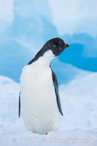 Adelie penguin, standing on a white iceberg, Pygoscelis adeliae, Paulet Island