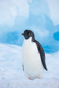 Adelie penguin, standing on a white iceberg, Pygoscelis adeliae, Paulet Island