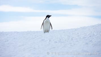 Adelie penguin, standing all alone on a big iceberg, Pygoscelis adeliae, Paulet Island