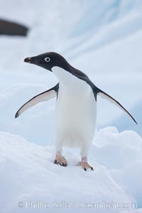 Adelie penguin, Pygoscelis adeliae, Paulet Island