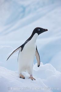 Adelie penguin. Paulet Island, Antarctic Peninsula, Antarctica, Pygoscelis adeliae, natural history stock photograph, photo id 25137