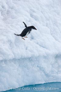 Adelie penguin leaping off an iceberg into the ocean, Pygoscelis adeliae, Paulet Island