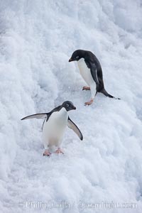 Adelie penguins. Paulet Island, Antarctic Peninsula, Antarctica, Pygoscelis adeliae, natural history stock photograph, photo id 25139