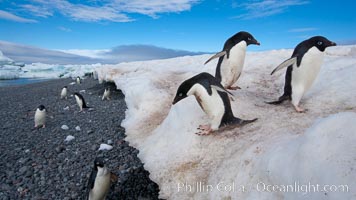 Adelie penguins navigate a steep dropoff, to get from their nests down to a rocky beach, in order to go to sea to forage for food, Pygoscelis adeliae, Paulet Island