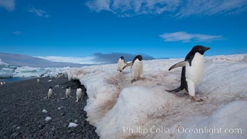 Adelie penguins navigate a well-worn path in the snow above a cobblestone beach, Pygoscelis adeliae, Paulet Island