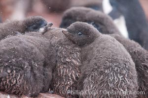 Adelie penguin chicks, huddle together in a snowstorm for warmth and protection.  This group of chicks is known as a creche, Pygoscelis adeliae, Shingle Cove, Coronation Island, South Orkney Islands, Southern Ocean