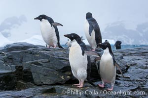 Adelie penguins, Shingle Cove, Coronation Island, South Orkney Islands, Pygoscelis adeliae