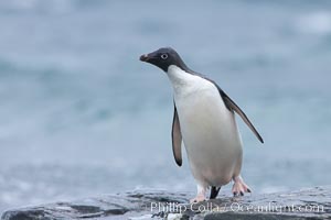 Adelie penguin, on rocky shore, leaving the ocean after foraging for food, Shingle Cove, Pygoscelis adeliae, Coronation Island, South Orkney Islands, Southern Ocean