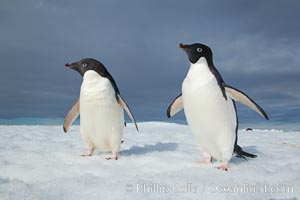 Adelie penguins, Pygoscelis adeliae, Paulet Island