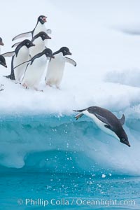 Adelie penguins, Pygoscelis adeliae, Brown Bluff