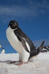 Adelie penguin, defecating (pooping), Pygoscelis adeliae, Paulet Island