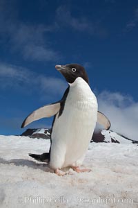 A cute, inquisitive Adelie penguin poses for a portrait while standing on snow, Pygoscelis adeliae, Paulet Island
