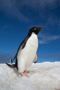 A cute, inquisitive Adelie penguin poses for a portrait while standing on snow, Pygoscelis adeliae, Paulet Island