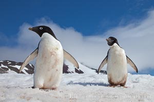 A group of Adelie penguins, on packed snow, Pygoscelis adeliae, Paulet Island