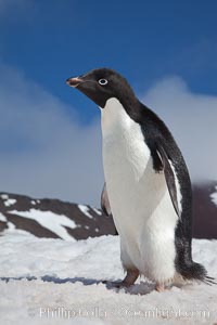 A curious Adelie penguin, standing on snow, inspects the photographer, Pygoscelis adeliae, Paulet Island