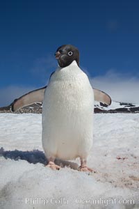 A curious Adelie penguin, standing on snow, inspects the photographer, Pygoscelis adeliae, Paulet Island