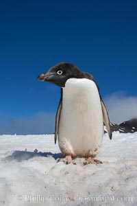 A curious Adelie penguin, standing on snow, inspects the photographer, Pygoscelis adeliae, Paulet Island