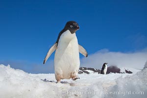 A curious Adelie penguin, standing on snow, inspects the photographer, Pygoscelis adeliae, Paulet Island