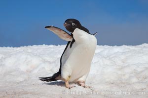 A cute, inquisitive Adelie penguin poses for a portrait while standing on snow, Pygoscelis adeliae, Paulet Island