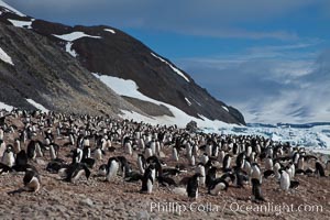 Adelie penguins, nesting, part of the enormous colony on Paulet Island, with the tall ramparts of the island and clouds seen in the background.  Adelie penguins nest on open ground and assemble nests made of hundreds of small stones, Pygoscelis adeliae