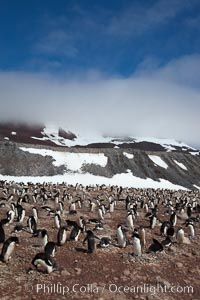 Adelie penguins, nesting, part of the enormous colony on Paulet Island, with the tall ramparts of the island and clouds seen in the background.  Adelie penguins nest on open ground and assemble nests made of hundreds of small stones, Pygoscelis adeliae