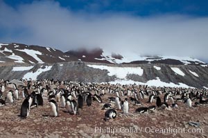 Adelie penguins, nesting, part of the enormous colony on Paulet Island, with the tall ramparts of the island and clouds seen in the background.  Adelie penguins nest on open ground and assemble nests made of hundreds of small stones, Pygoscelis adeliae