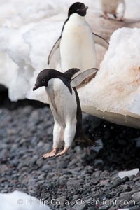 Adelie penguins navigate a steep dropoff, to get from their nests down to a rocky beach, in order to go to sea to forage for food, Pygoscelis adeliae, Paulet Island