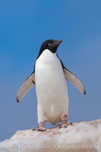 Adelie penguin, Pygoscelis adeliae, Paulet Island