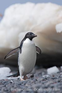 Adelie penguin, Pygoscelis adeliae, Paulet Island