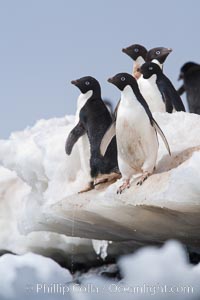 Adelie penguins, Pygoscelis adeliae, Paulet Island