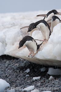 Adelie penguins navigate a steep dropoff, to get from their nests down to a rocky beach, in order to go to sea to forage for food, Pygoscelis adeliae, Paulet Island