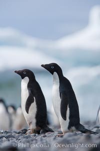 Adelie penguins, Pygoscelis adeliae, Paulet Island