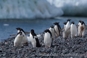 Adelie penguins walk along the edge of the sea, before leaving en masse to forage for food, Pygoscelis adeliae, Paulet Island