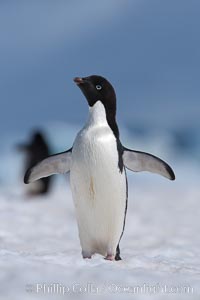 Adelie penguin walking on snow pack, Pygoscelis adeliae, Paulet Island