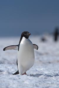 Adelie penguin walking on snow pack, Pygoscelis adeliae, Paulet Island