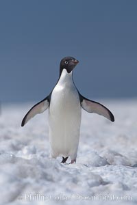 Adelie penguin walking on snow pack, Pygoscelis adeliae, Paulet Island