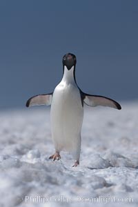 Adelie penguin walking on snow pack, Pygoscelis adeliae, Paulet Island