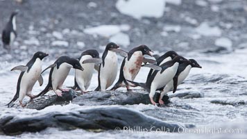 Adelie penguins rush into the water en masse, from the cobblestone beach at Shingle Cove on Coronation Island, Pygoscelis adeliae