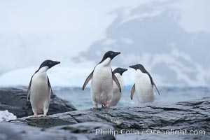 Adelie penguins, Shingle Cove, Coronation Island, South Orkney Islands, Pygoscelis adeliae