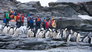 Adelie penguins, Shingle Cove, Coronation Island, South Orkney Islands. Southern Ocean, Pygoscelis adeliae, natural history stock photograph, photo id 25076
