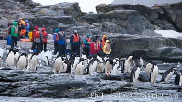 Adelie penguins, Shingle Cove, Coronation Island, South Orkney Islands, Pygoscelis adeliae