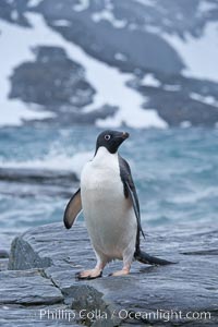 Adelie penguin, on rocky shore, leaving the ocean after foraging for food, Shingle Cove. Coronation Island, South Orkney Islands, Southern Ocean, Pygoscelis adeliae, natural history stock photograph, photo id 25077