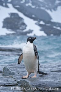 Adelie penguin, on rocky shore, leaving the ocean after foraging for food, Shingle Cove, Pygoscelis adeliae, Coronation Island, South Orkney Islands, Southern Ocean