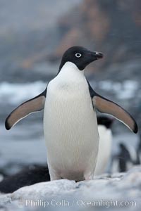 Adelie penguin, on rocky shore, leaving the ocean after foraging for food, Shingle Cove, Pygoscelis adeliae, Coronation Island, South Orkney Islands, Southern Ocean