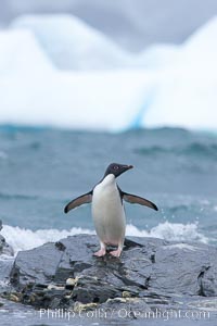 Adelie penguin stands on rocky shore, icebergs in the background, Shingle Cove, Pygoscelis adeliae, Coronation Island, South Orkney Islands, Southern Ocean