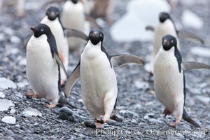 Adelie penguins, Shingle Cove, Coronation Island, South Orkney Islands, Pygoscelis adeliae