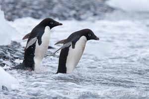 Adelie penguins, Shingle Cove, Coronation Island, South Orkney Islands, Pygoscelis adeliae